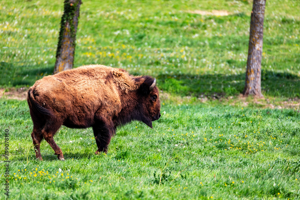 European bison Bison bonasus wile bovid bovine Europe European bison Bison bonasus wile bovid bovine Europe