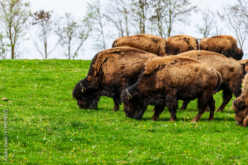 European bison Bison bonasus wile bovid bovine Europe