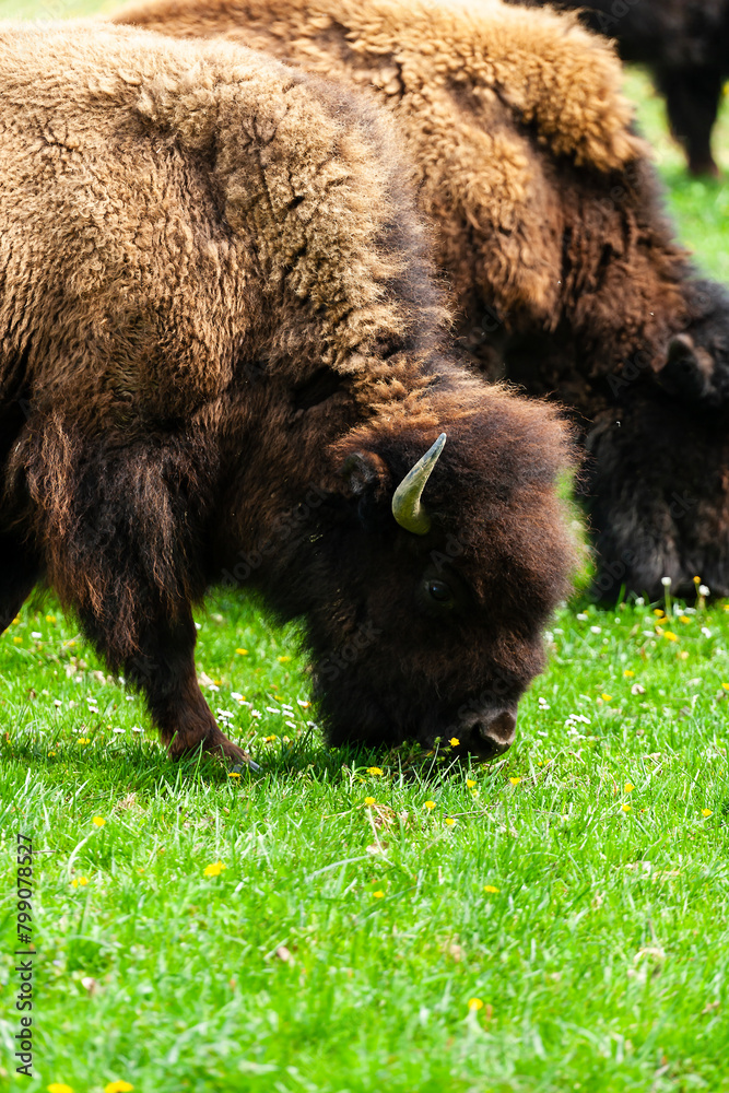 European bison Bison bonasus wile bovid bovine Europe European bison Bison bonasus wile bovid bovine Europe