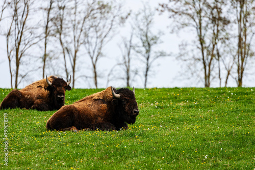 European bison Bison bonasus wile bovid bovine Europe