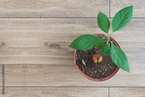 bird's eye view of growing little avocado tree in natural light flower pot  with recognizable avocado pit, wood background,with copy space, Home garden, Interior houseplant.