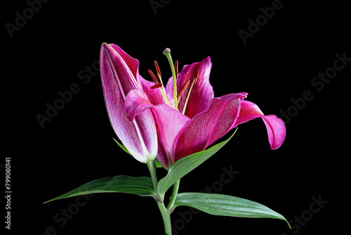 Focus-Stacked detailed macro of open flower Paradise Pink Bacardi Oriental Lily and bud isolated on black background