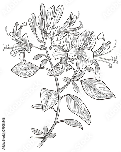  Coloring page of Honeysuckle , white background, clean line art. June birth month flower 