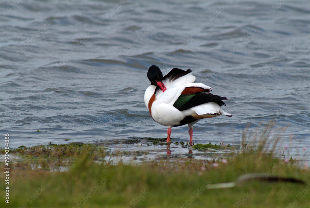 Tadorne de Belon,.Tadorna tadorna, Common Shelduck Tadorne de Belon,.Tadorna tadorna, Common Shelduck