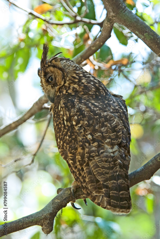 Hibou malgache,.Asio madagascariensis, Madagascar Owl, Madagascar Hibou malgache,.Asio madagascariensis, Madagascar Owl, Madagascar