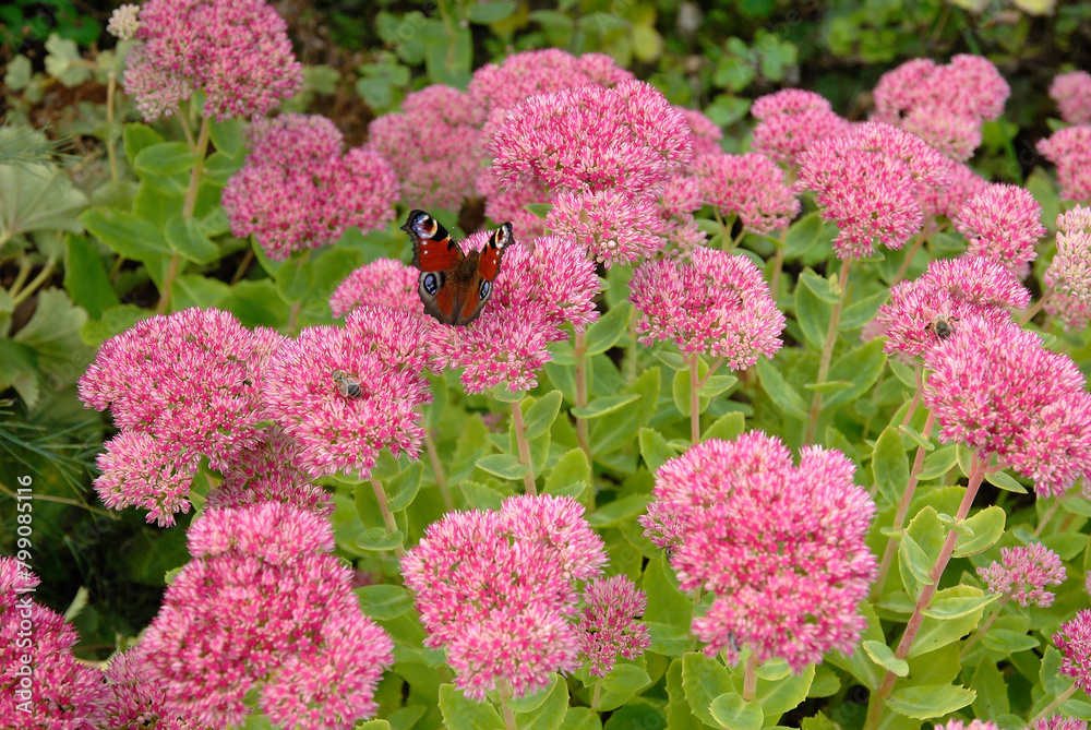 Sedum spectabile 'Brillant' , Sedum, Inachis io , Paon de jour Sedum spectabile 'Brillant' , Sedum, Inachis io , Paon de jour