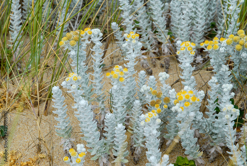 Immortelle des dunes,.Helichrysum stoechas photo
