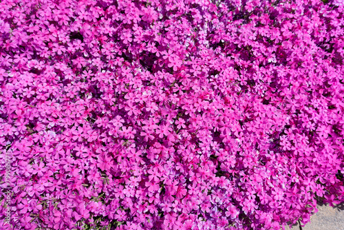 Flower grass  little pink flowers background