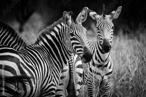 Zebra black and white  Tarangire National Park  Tanzania