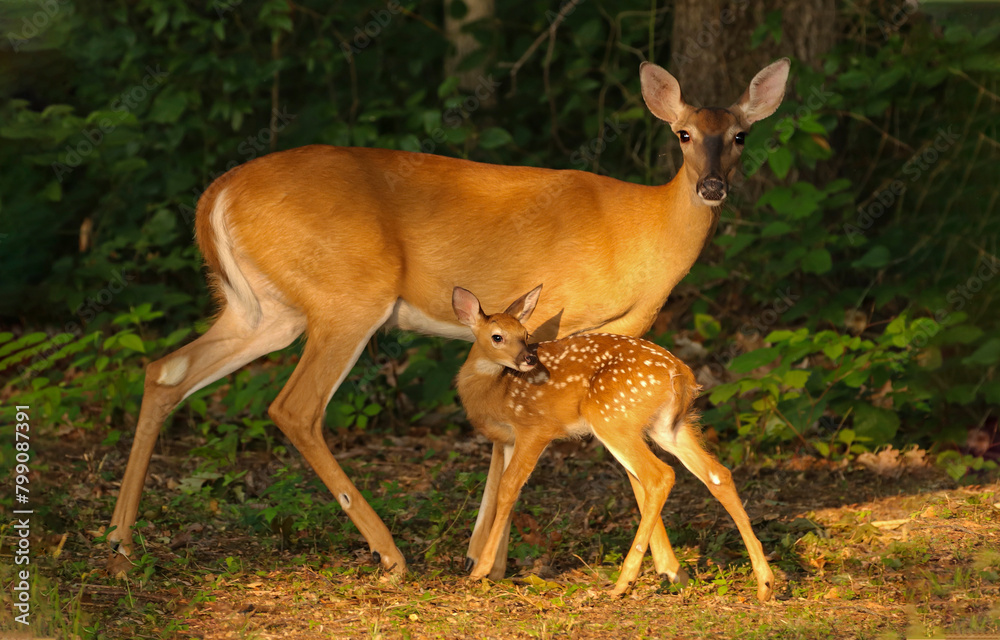 Doe with fawn. A doe with a fawn