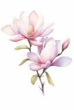 watercolor magnolias, elegant watercolor magnolias