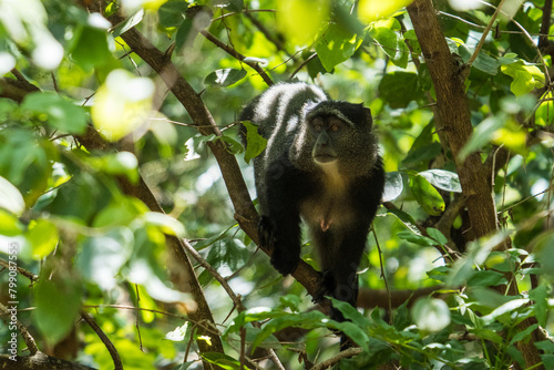 Blue Monkey in the Lake Manyara National Park, Tanzania photo