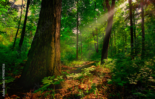 Sun rays in morning forest. Morning in the forest
