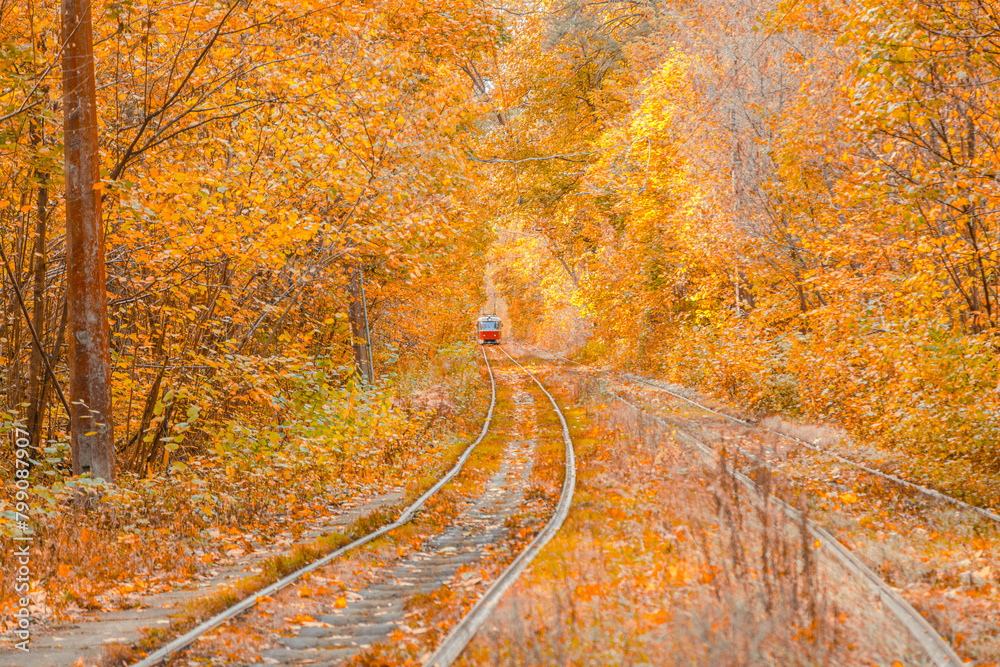 Autumn forest through which the tram travels, Kyiv and rails