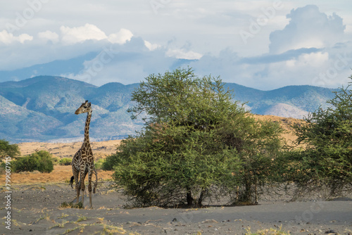 Photography Giraffe at the Lake Natron, Tanzania