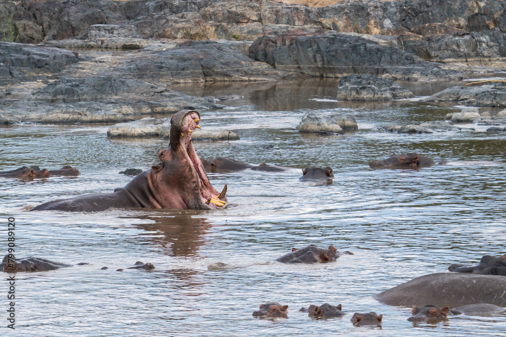 Fototapeta premium Hippos in the Serengeti, Tanzania