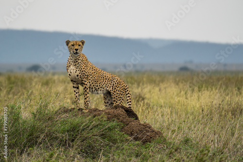 Cheetah in the Serengeti, Tanzania