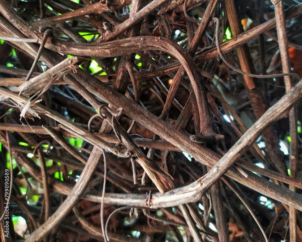 Close-Up of Overlapping Tree Branches Revealing Detailed Intricacies Close-Up of Overlapping Tree Branches Revealing Detailed Intricacies