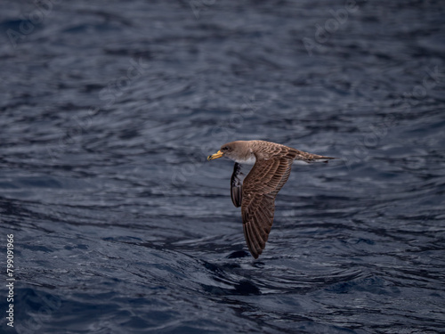 Teneriffa, Spanien: Ein Gelbschnabel-Sturmtaucher fliegt über der Wasseroberfläche photo