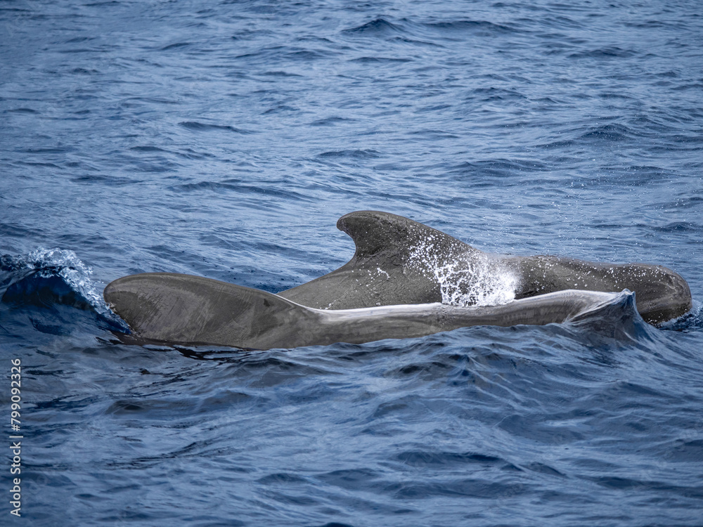 Obraz premium Teneriffa, Spanien: Zwei Kurzflossen-Grindwale aus der Nähe