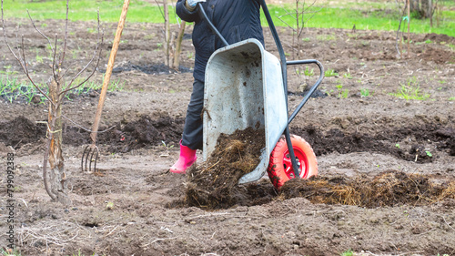 Wallpaper Mural A summer resident with a wheelbarrow of manure on the site is repairing the land. Woman in garden plot applying organic fertilizer. Garden wheelbarrow with a red wheel in the summer cottage Torontodigital.ca