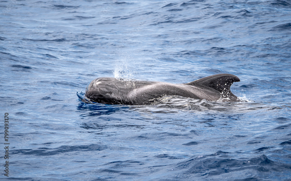 Obraz premium Teneriffa, Spanien: Ein Grindwal bläst Wasser aus