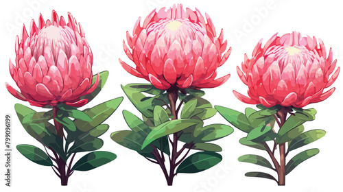 Pink Protea or Sugarbush blooming flowers isolated photo