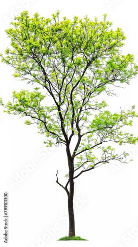 Vibrant Green Tree: Nature's Beauty Against a Serene White Backdrop