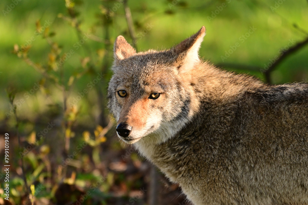 Urban wildlife a photograph of a coyote close up portrait