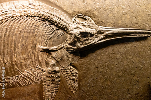 Icythiosaur fossil (Ichthyosauria)