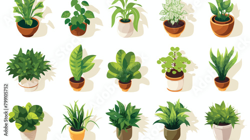 Potted plants top view. Overhead houseplants flower