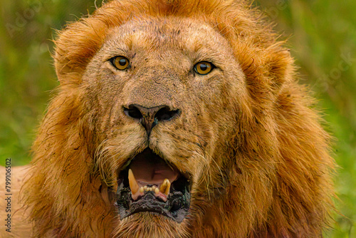 portrait of a lion  Krugger  South Africa