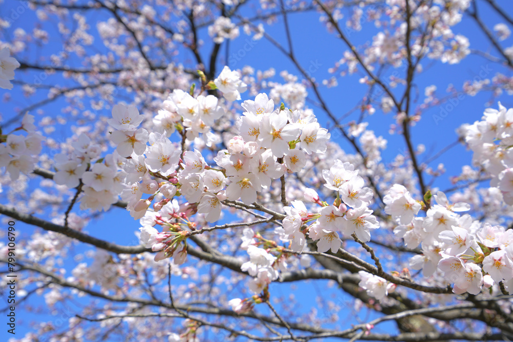 Cherry Blossom at Yukyuzan Park,　Nagaoka City, Niigata, Japan 