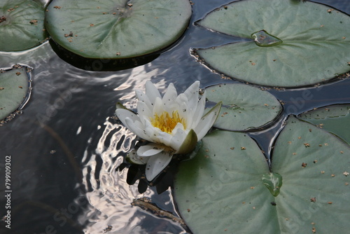 White water lily in a pond in the botanical garden Apothecary Garden in Moscow