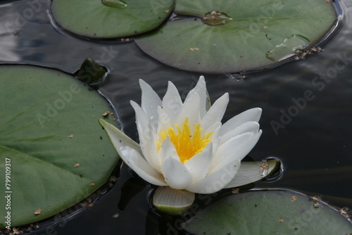 White water lily in a pond in the botanical garden 