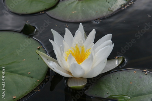 White water lily in a pond 