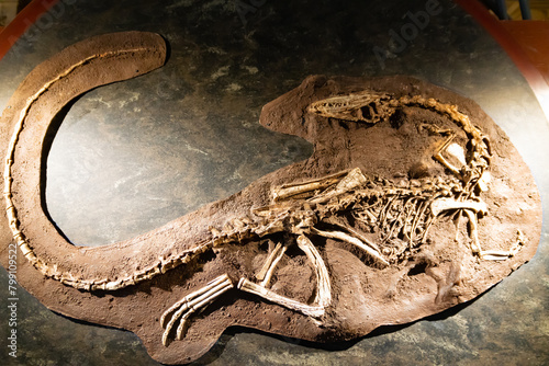 Fototapeta Naklejka Na Ścianę i Meble -  skeleton of a dinosaur Coelophysis
