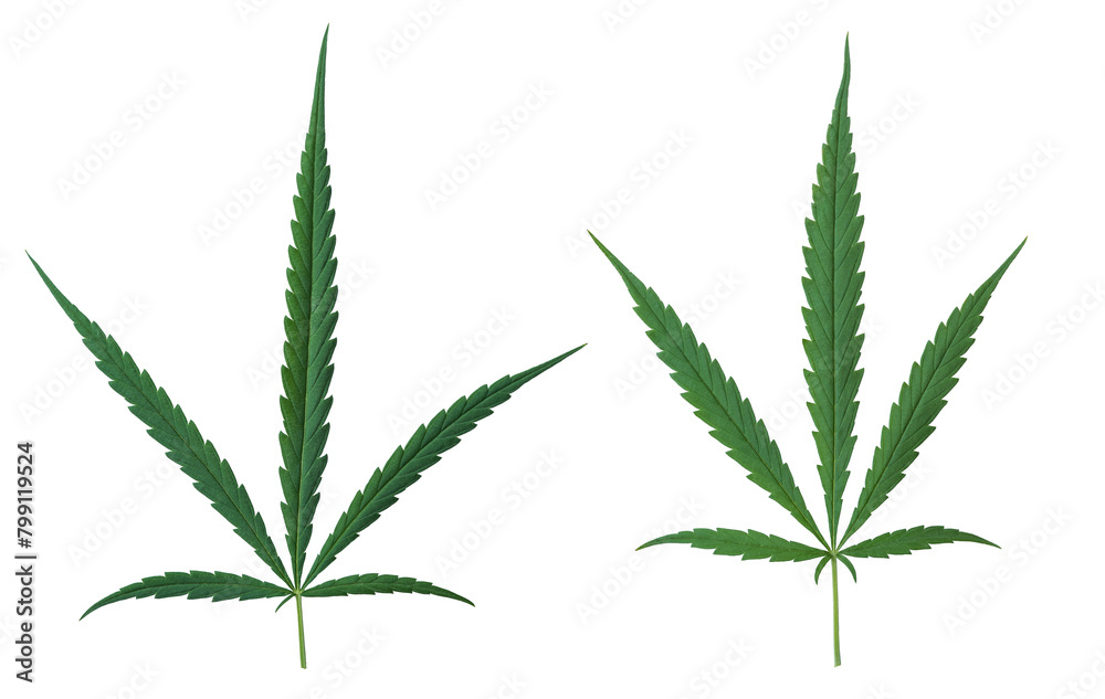 Leaf green marijuana plant with a stem on transparent background. Leaf green marijuana plant with a stem on transparent background.