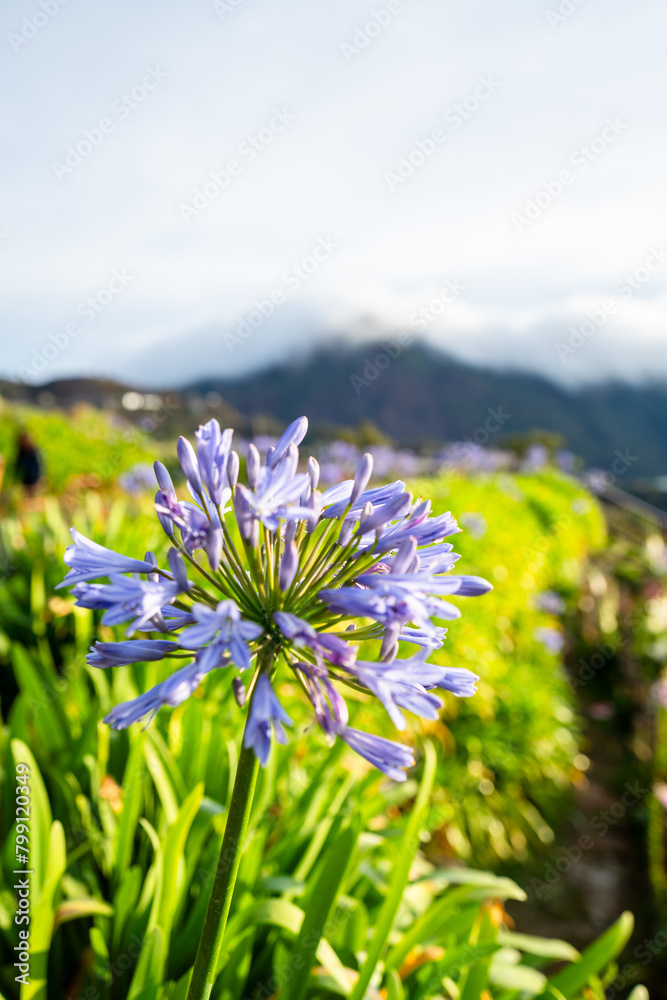 Obraz premium Scenic of flower farm at Atok, Benguet in the mountain province of the Philippines