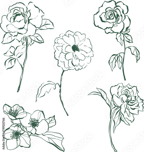 Vector linear flower set of ranunculus, rose, peony and jasmine. Hand painted floral elements of wildflowers isolated on white background. Holiday Illustration for design, print, fabric or background. (ID: 799120766)
