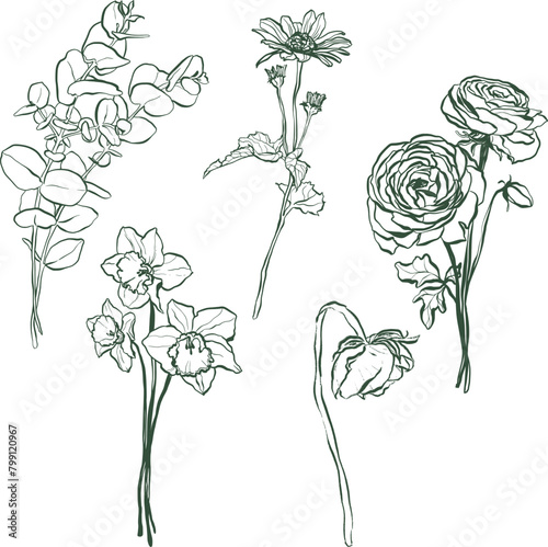 Vector linear flower set of eucalyptus, helenium, narcissus, ranunculus and rose. Hand painted wildflowers isolated on white background. Holiday Illustration for design, print, fabric or background. (ID: 799120967)