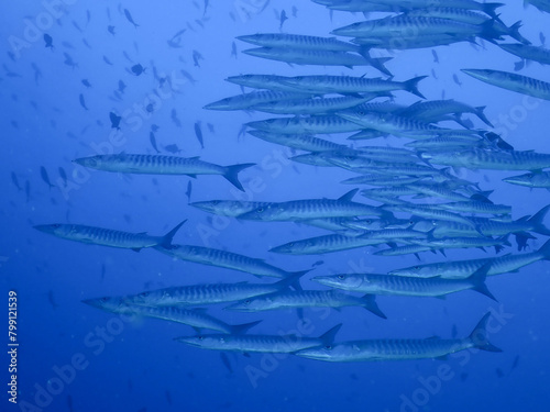 barracuda on blue background