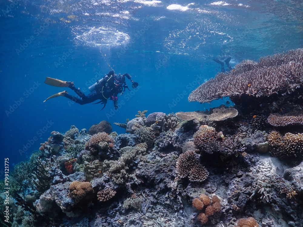 Fototapeta premium diver and reef