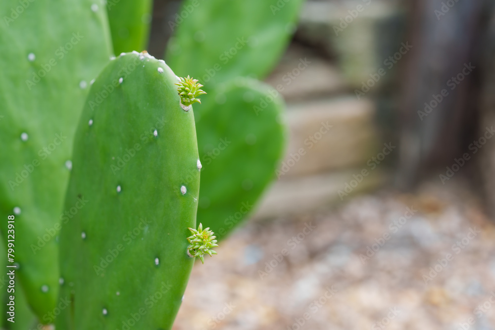 Focus on green cactus pad with budding yellow flowers. Details of plant survival in harsh conditions highlighted, symbolizing strength and growth. Focus on green cactus pad with budding yellow flowers. Details of plant survival in harsh conditions highlighted, symbolizing strength and growth.