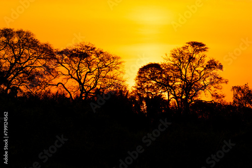 sunset in the forest Pantanal  brazil