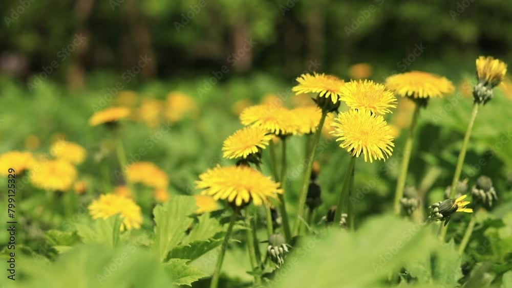 Dandelion close up. Yellow dandelion flowers in a clearing, pollination of flowers by insects. Natural spring background with bright flowers, selective focus