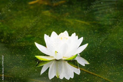 A waterlily blooming on the surface of a lake.