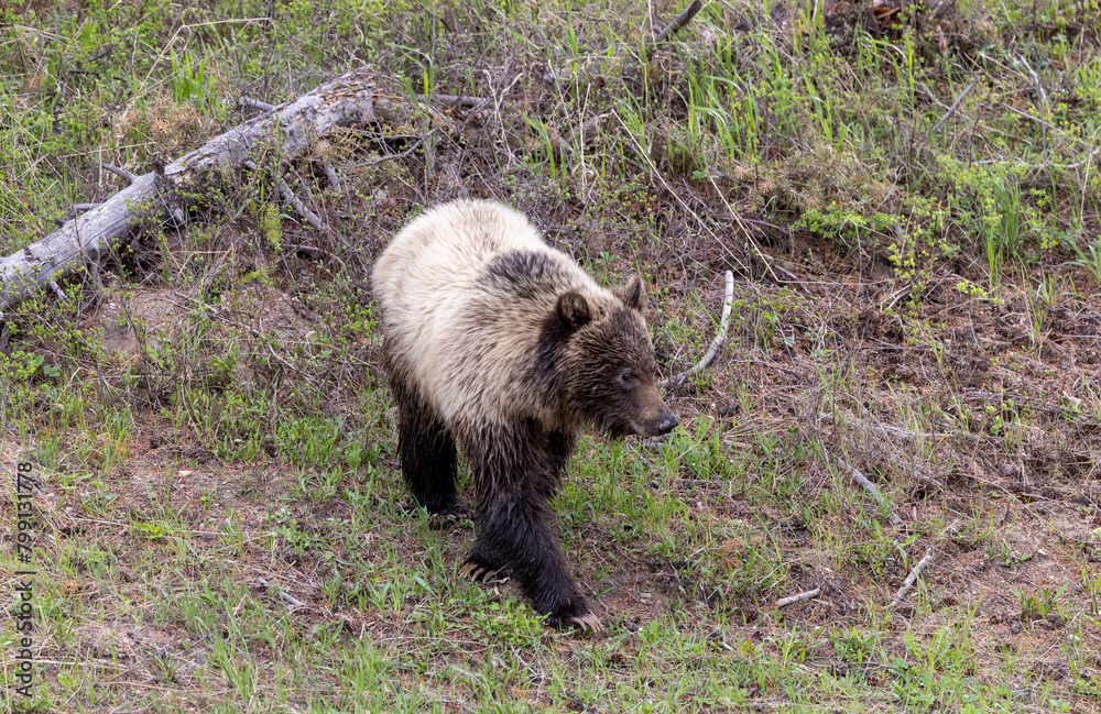 Grizzly Bear in Yellowstone National Park Wyoming in Springtime