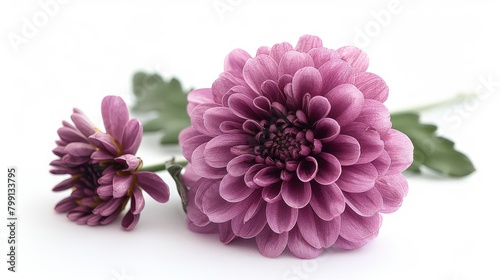 Isolated purple chrysanthemum flower on white