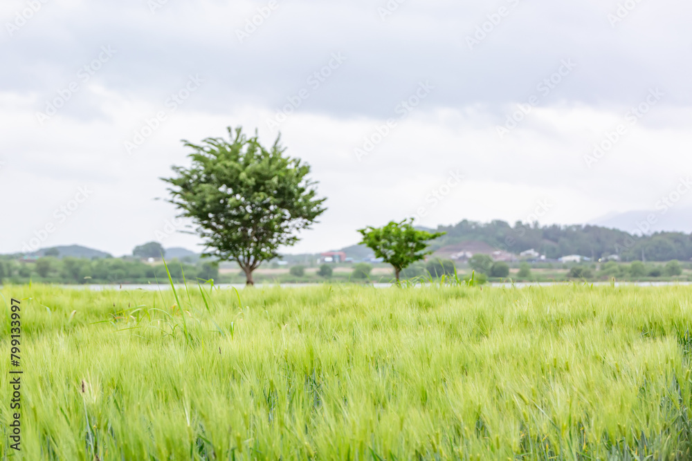 Obraz premium Green Barley Field Scenery of Nakdonggang River in Korea